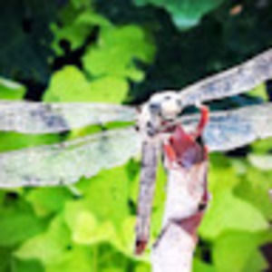 Meet your Posher, Latoya